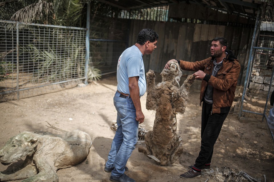نجات تنها ببر غزه از بدترین باغ‌وحش جهان+تصاویر