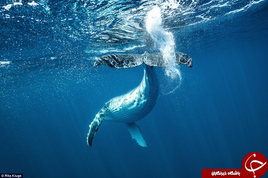 نهنگ‌ها را از زاویه‌ای دیگر ببینید +تصاویر