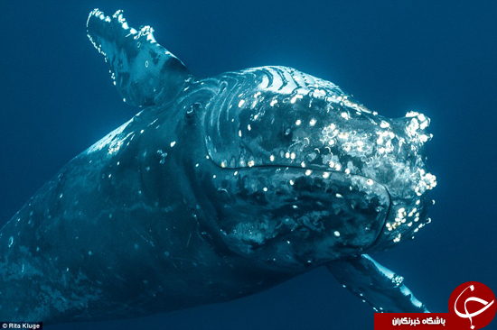 نهنگ‌ها را از زاویه‌ای دیگر ببینید +تصاویر