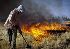 آتش زدن زمین کشاورزی، آلودگی هوا را تشدید می کند/ قانونی برای مجازات کشاورزان متخلف وجود ندارد