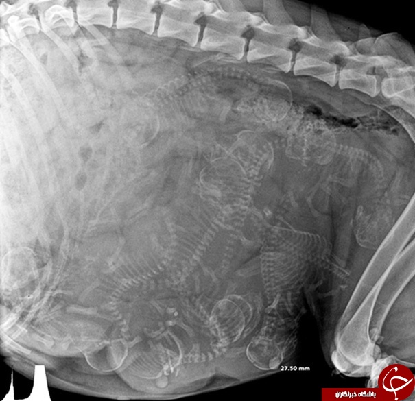 تصاویر/ تصاویر حیرت انگیز از بارداری حیوانات با اشعه ایکس