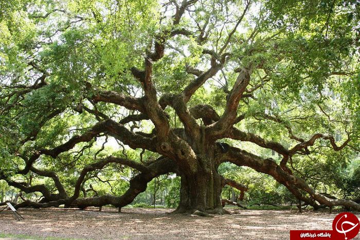 درخت1500 ساله+ تصاویر