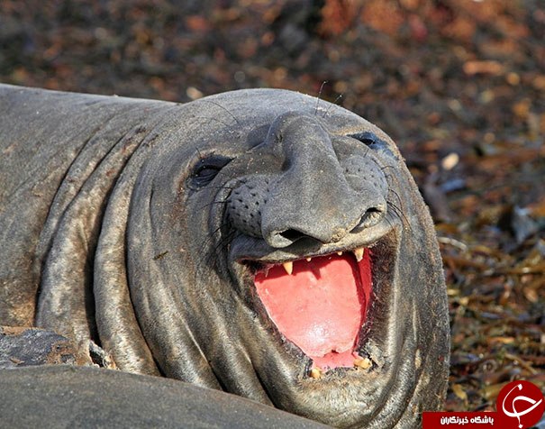 تصاویری جالب از خنده حیوانات که شاید تا بحال ندیده اید