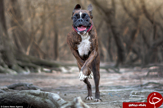 احساسی‌ترین سگ دنیا را ببینید +تصاویر