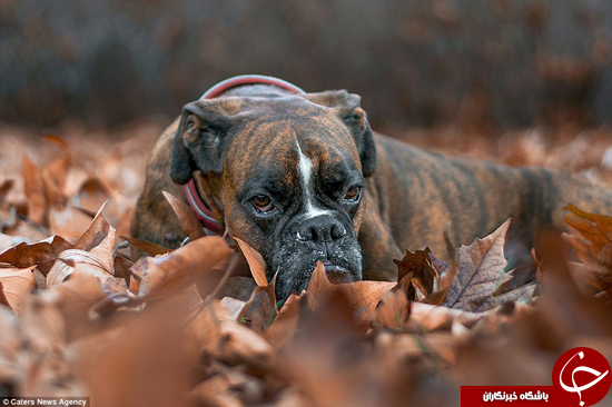 احساسی‌ترین سگ دنیا را ببینید +تصاویر