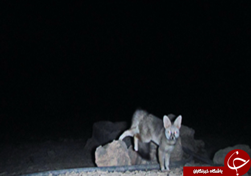 ثبت تصاویر شاه روباه برای نخستین بار در فارس+تصاویر
