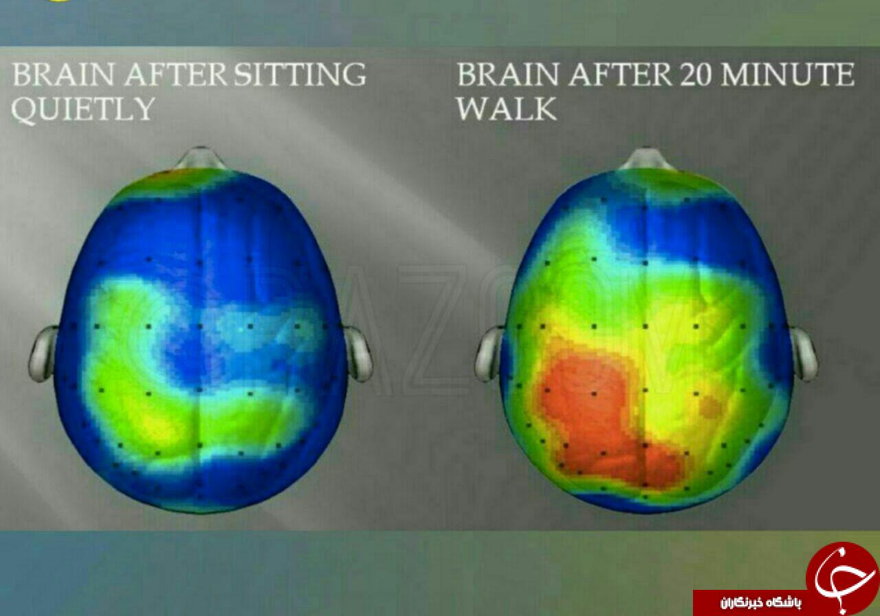 تاثیرات پیاده روی برمغز انسان +عکس