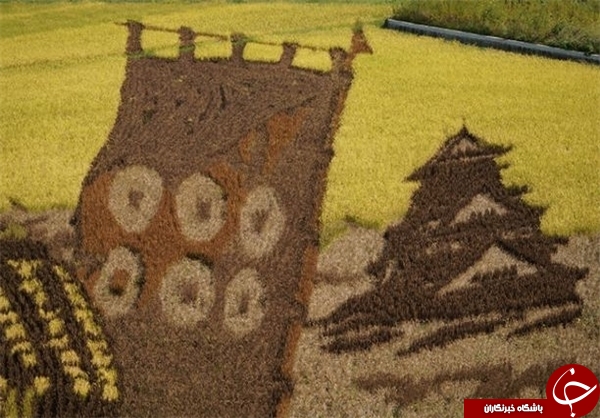 خلق آثار هنری در مزرعه‌ برنج+تصاویر