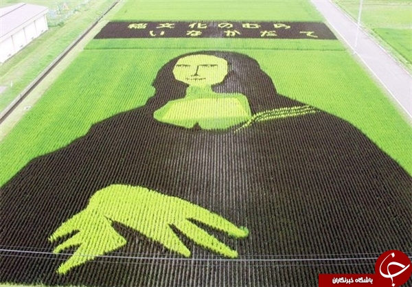 خلق آثار هنری در مزرعه‌ برنج+تصاویر