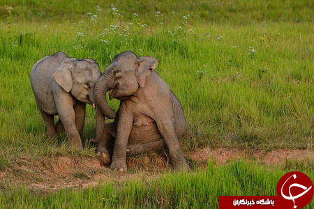 افزایش تولد بچه فیل‌های آفریقایی بدون عاج