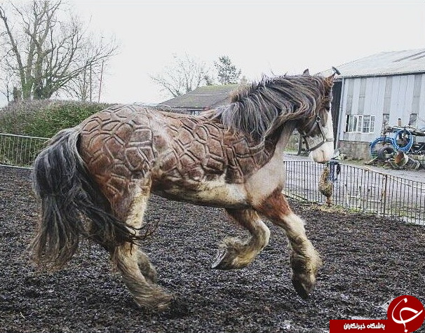 هنرنمایی روی بدن اسب! + تصاویر