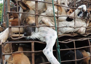 اولین کشور آسیایی که خوردن سگ و گربه را ممنوع کرد