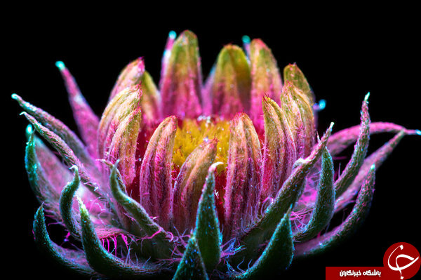 اگر چشمان ما به اشعه ماوراء بنفش مجهز بود گل‌ها را چگونه می‌دیدیم؟+ تصاویر