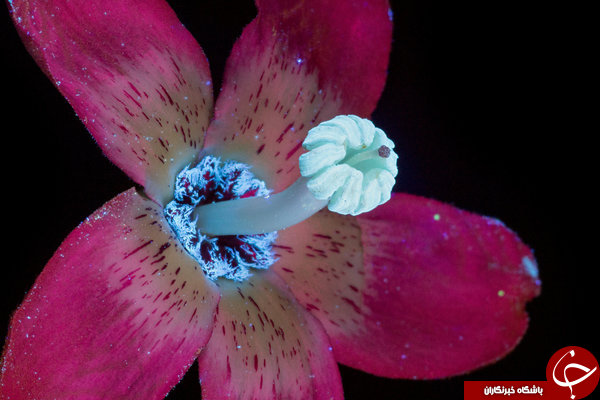 اگر چشمان ما به اشعه ماوراء بنفش مجهز بود گل‌ها را چگونه می‌دیدیم؟+ تصاویر