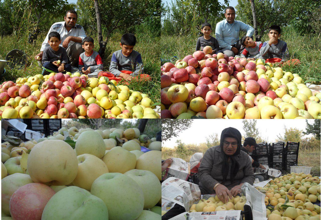 52هزار تن سیب درختی از باغ‌های نهاوند برداشت شد