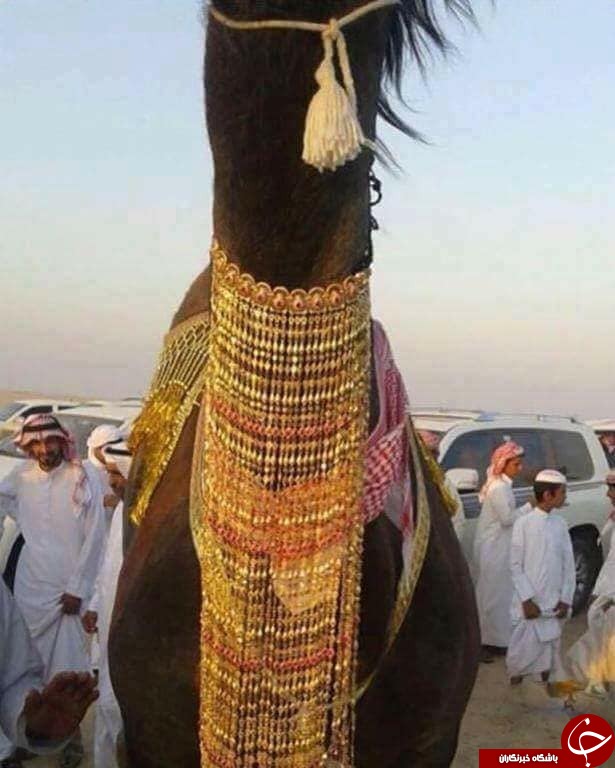 ازدواج جنجالی و پرهزینه دو شتر در عربستان +تصاویر
