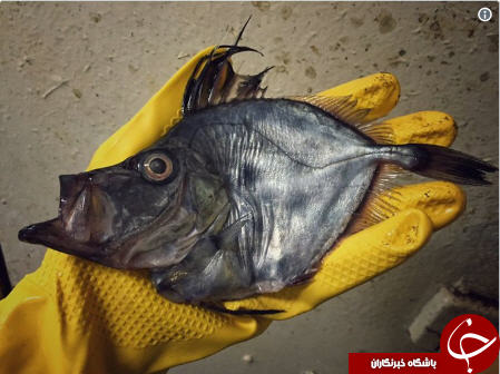 موجودات عجیبی که یک ماهیگیر روسی صید کرد+تصاویر