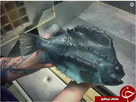 موجودات عجیبی که یک ماهیگیر روسی صید کرد+تصاویر