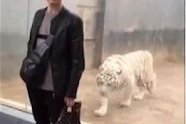 حمله ببر سفید به پسر جوان در باغ وحش + فیلم