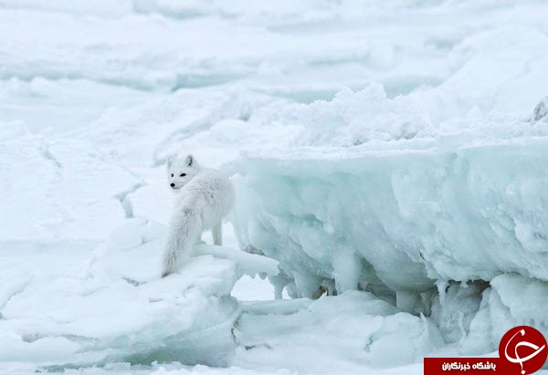 عکس منتخب نشنال جئوگرافیک از یک روباه سفید قطبی