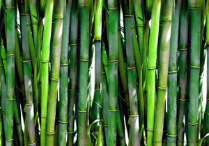 نتیجه تصویری برای کاربرد های گیاه بامبو: