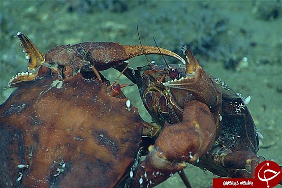 گونه‌های حیات در اعماق خلیج مکزیک‎+تصاویر