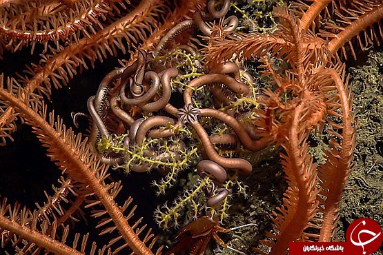 گونه‌های حیات در اعماق خلیج مکزیک‎+تصاویر