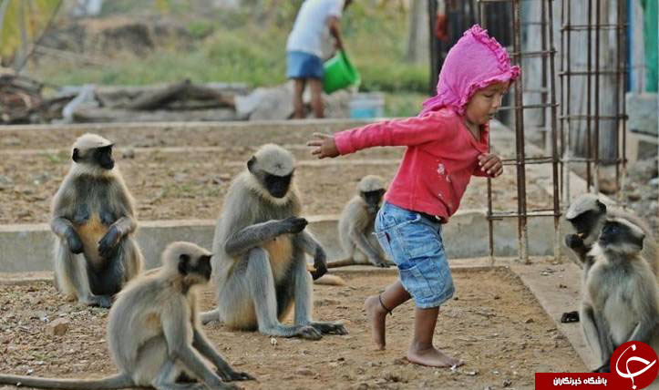 دوستی پر سود کودک خردسال با میمون ها! +تصاویر
