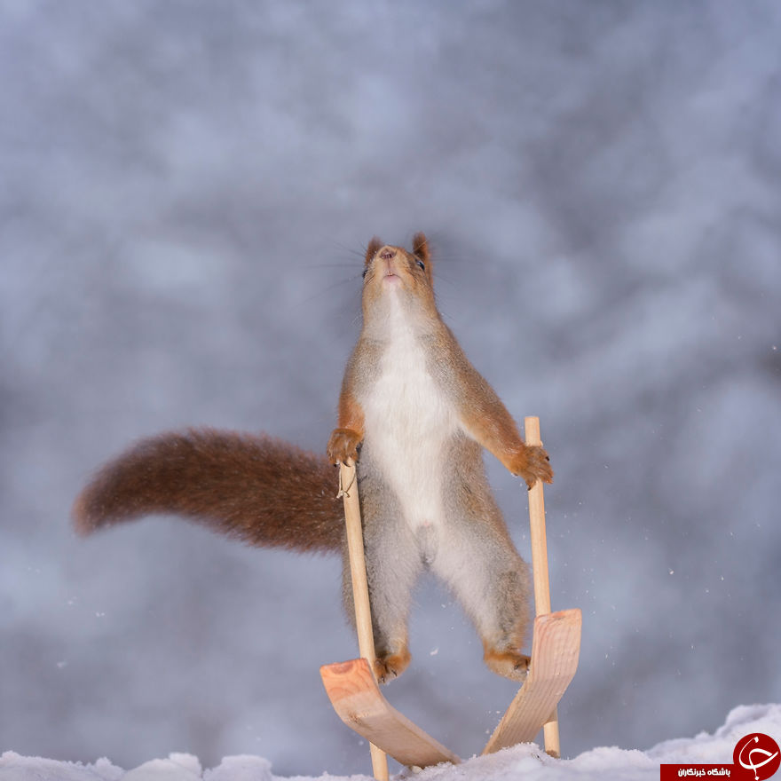 المپیک زمستانی سنجابها