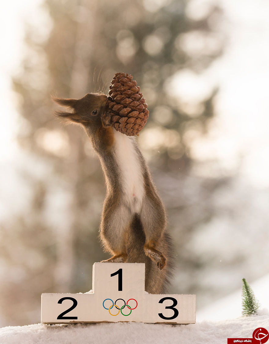 المپیک زمستانی سنجابها