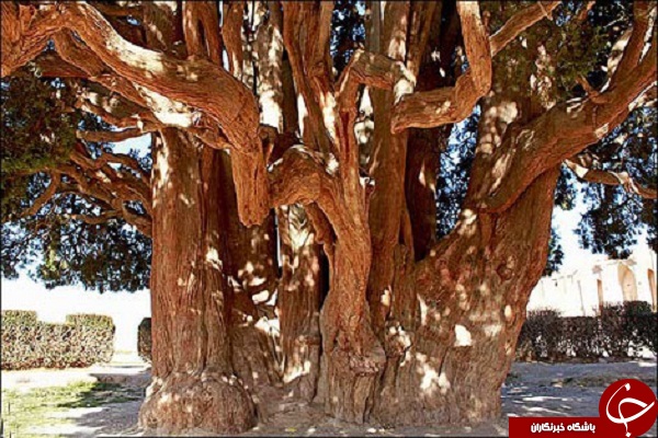 ثبت جهانی پیرترین  درخت دنیا+ عکس