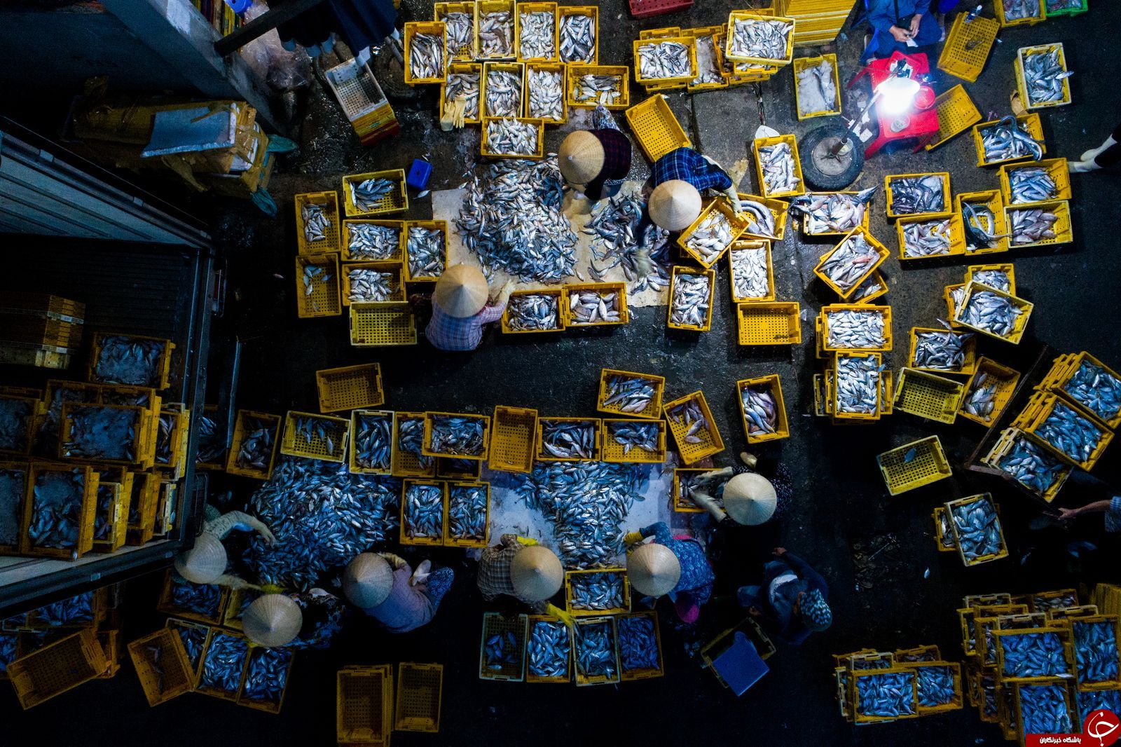 عکس روز نشنال جئوگرافی از یک ماهی‌فروش در حال مرتب کردن ماهی‌ها