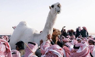 سعودی ها به عزای زیباترین شتر عربستان نشستند+فیلم