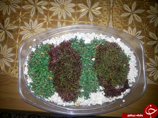 آموزش کاشت انواع سبزه عید نوروز+تصاویر