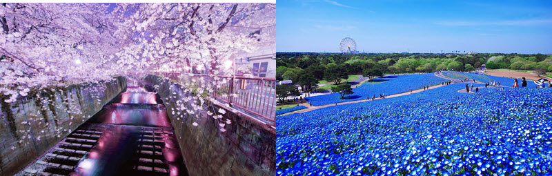 دریایی از شکوفه های آبی بی نظیر در پارک ژاپن+تصاویر