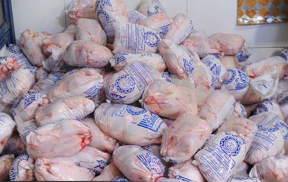 صادرات مرغ همچنان متوقف است