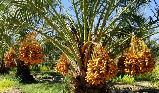 فاجعه‌ای دیگر خوزستان را فرا گرفته است/ کهور آمریکایی گونه گیاهی خطرناک
