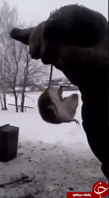 خوردن موش زنده توسط مرد روسی موجب حیرت کاربران شد + تصاویر