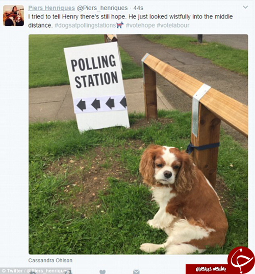 حضور حیوانات خانگی پای صندوق‌های رای در انگلیس+ تصاویر