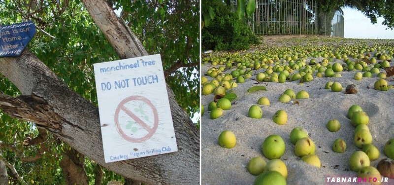 با خطرناکترین درخت دنیا آشنا شوید +تصاویر