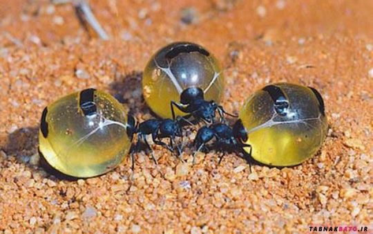 مورچه های شگفت انگیزی که عسل تولید می کنند! +تصاویر