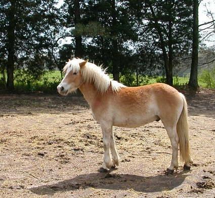 قیمت اسب کوچک