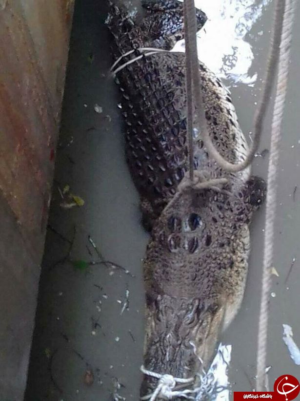 پیدا شدن تمساح 6 متری غول پیکر در جوی فاضلاب + تصاویر