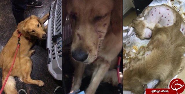 انتشار تصاویر این سگ، باعث خشم میلیون ها کاربر اینترنت شد