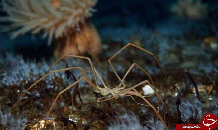 این عنکبوت دریایی با تپش روده زنده است