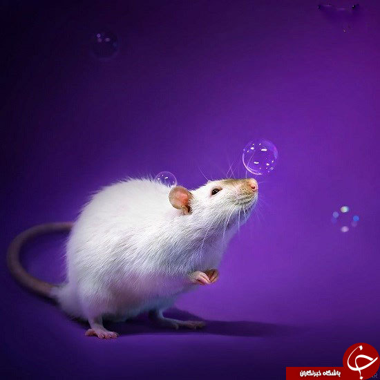 تصاویر زیبایی که ذهنیت بدتان به موش‌ها را از بین می‌برد