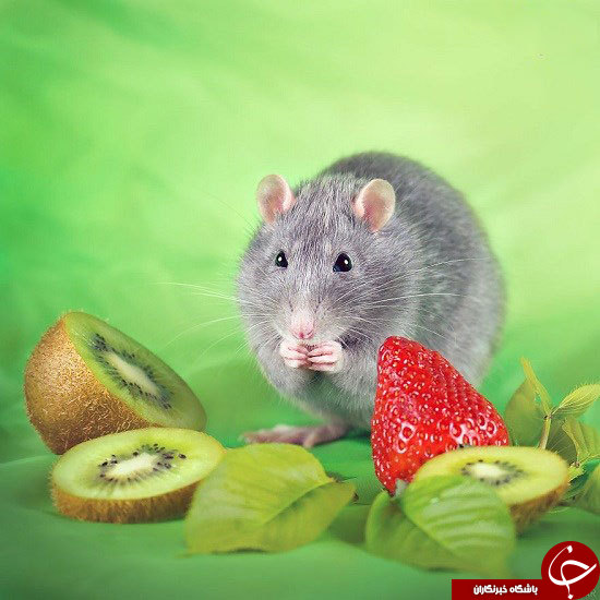تصاویر زیبایی که ذهنیت بدتان به موش‌ها را از بین می‌برد