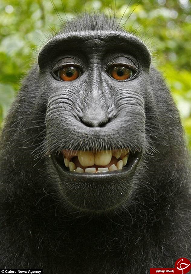 جنجال بر سر عجیب ترین سلفی دنیا / میمون خندان قوانین کپی رایت را به چالش کشید + عکس