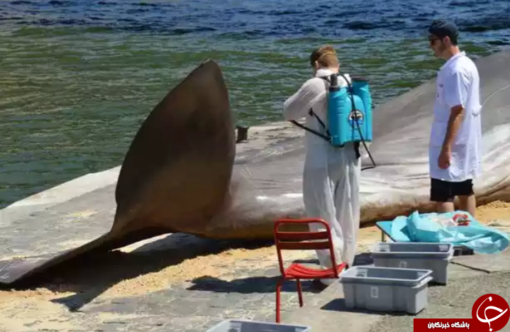 پیدا شدن نهنگ غول پیکر در قلب پاریس؟ تصاویر