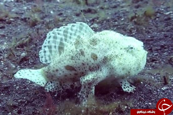 نایاب ترین گونه دریایی با ظاهری عبوس را ببینید+عکس